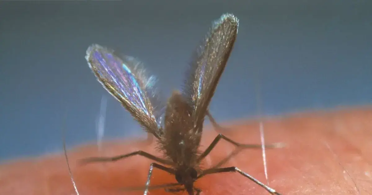 Imagen referencial de mosquitos flebótomos, vectores de la leishmaniasis.