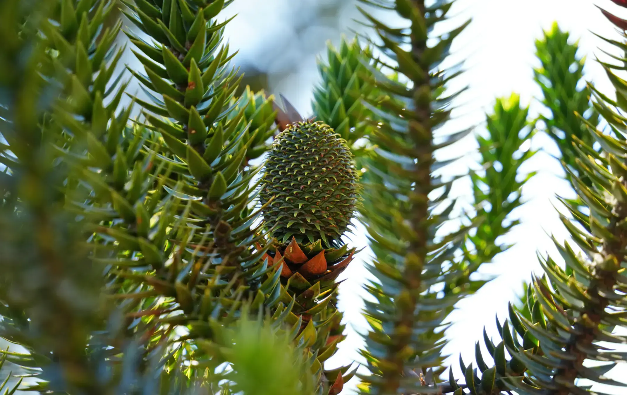 Vista del Bosque Atlántico en el estado de Bahía, Brasil.