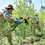 Bolivia proyecta intervenir 10.000 hectáreas de cultivos de coca en 2026