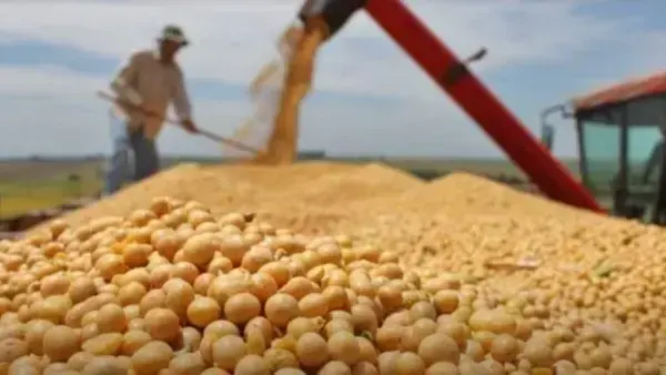 Un productor de soja.