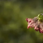 Bolivia registra 19 feminicidios en los primeros dos meses de 2026