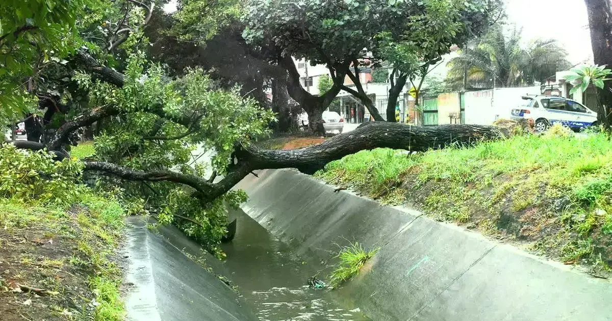 Árbol caído obstruyendo un canal