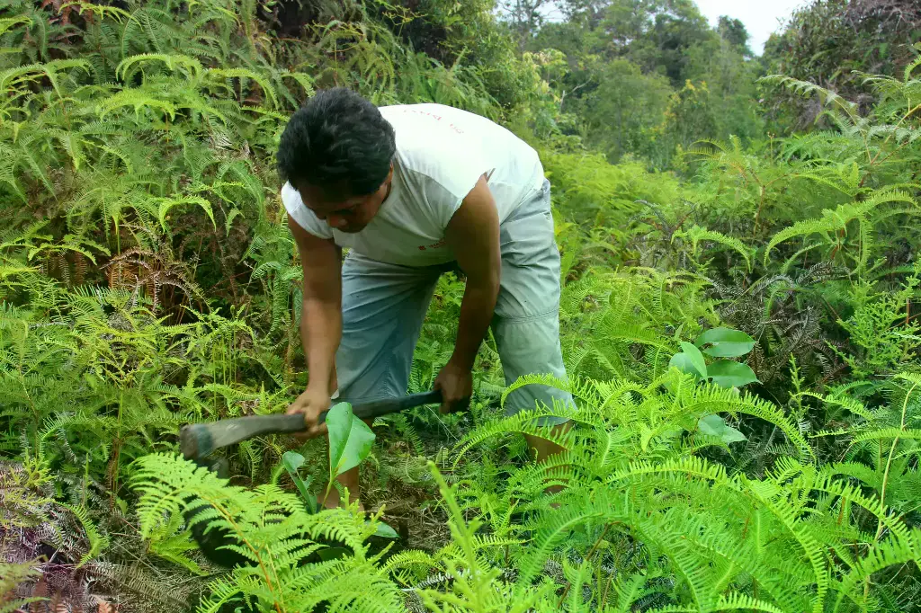 Mapa global de la idoneidad del hábitat y el potencial de secuestro de carbono para la forestación.