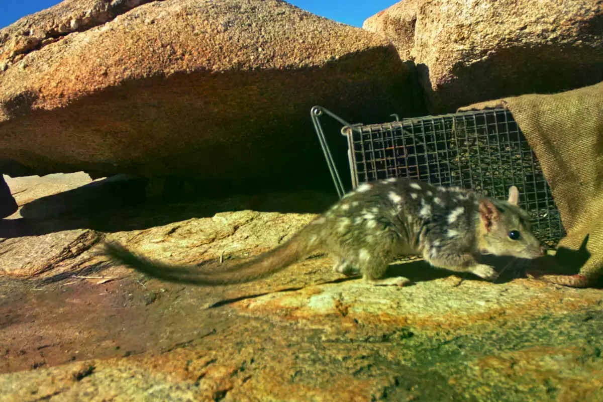 Un quoll norteño (Dasyurus hallucatus) capturado en una cámara trampa.