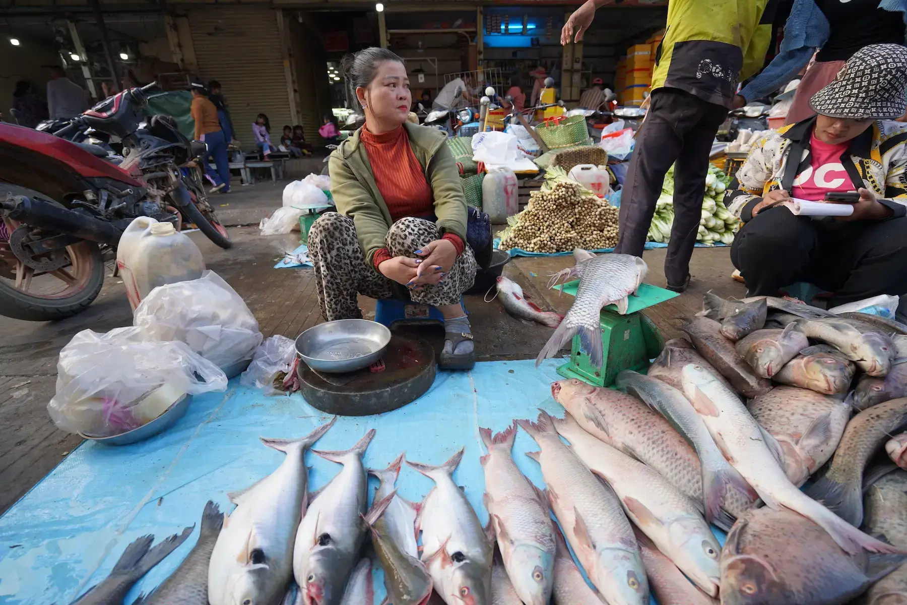 Biólogo observando un pez Chitala ornata a la venta en el mercado de Stung Treng.