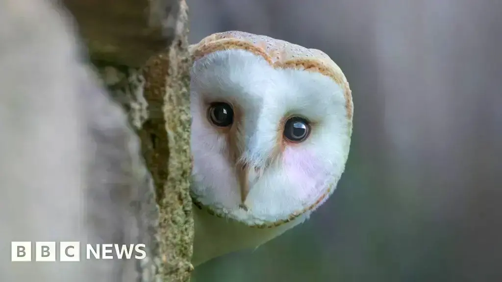 Billetes del Banco de Inglaterra con figuras históricas, que serán reemplazadas.