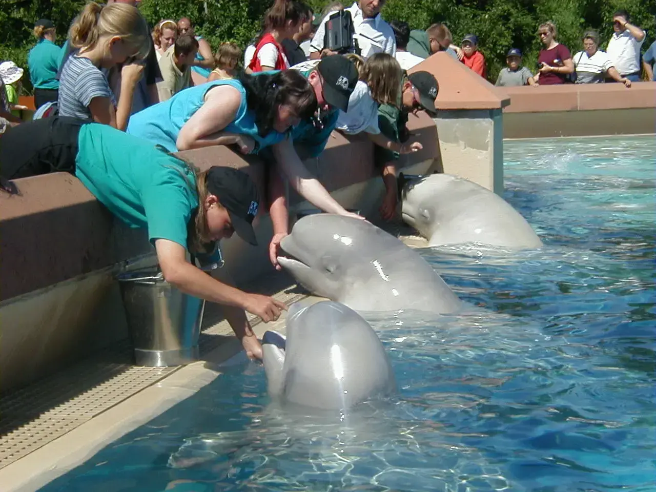 Un visitante interactúa con una beluga en Marineland de Canadá en 2001.