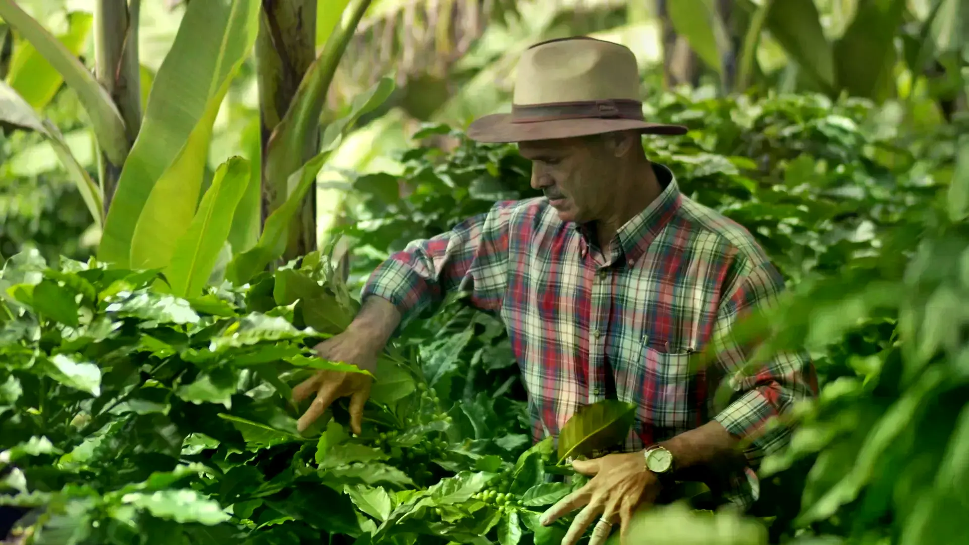 Vista aérea de los campos montañosos de café de Costa Rica.