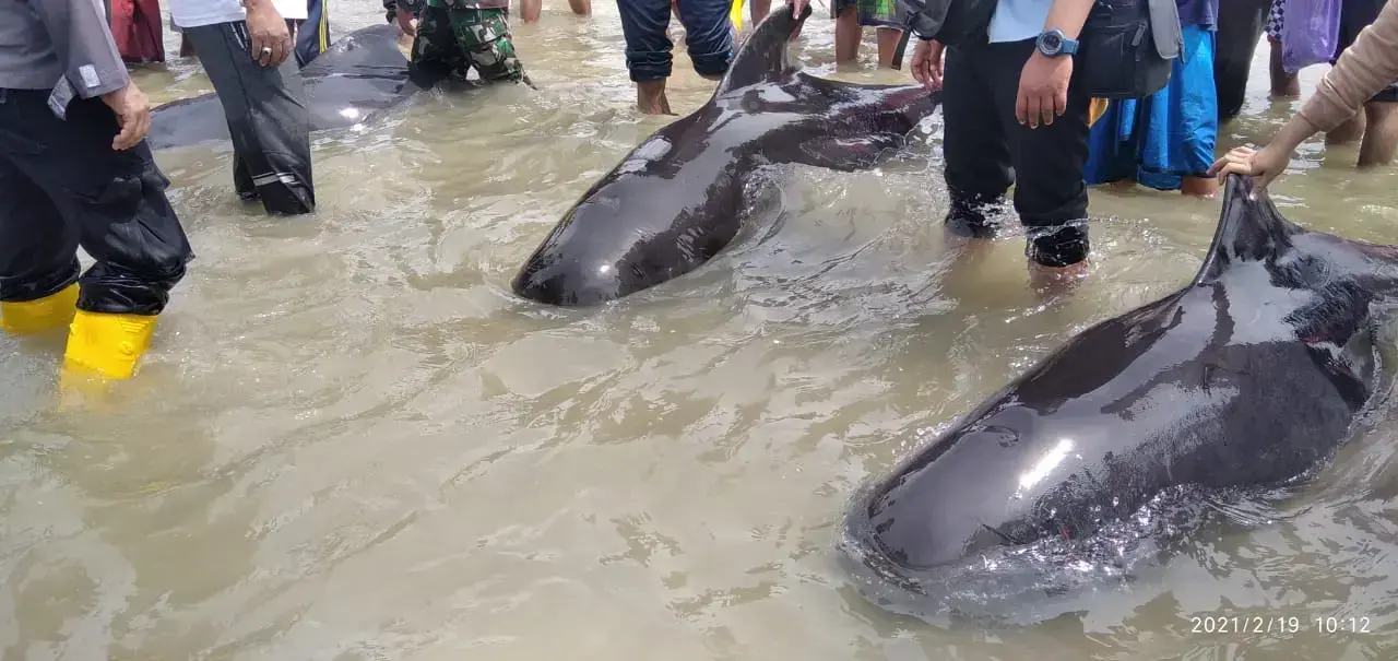 Algunas de las ballenas piloto de aleta corta varadas en la isla de Madura.