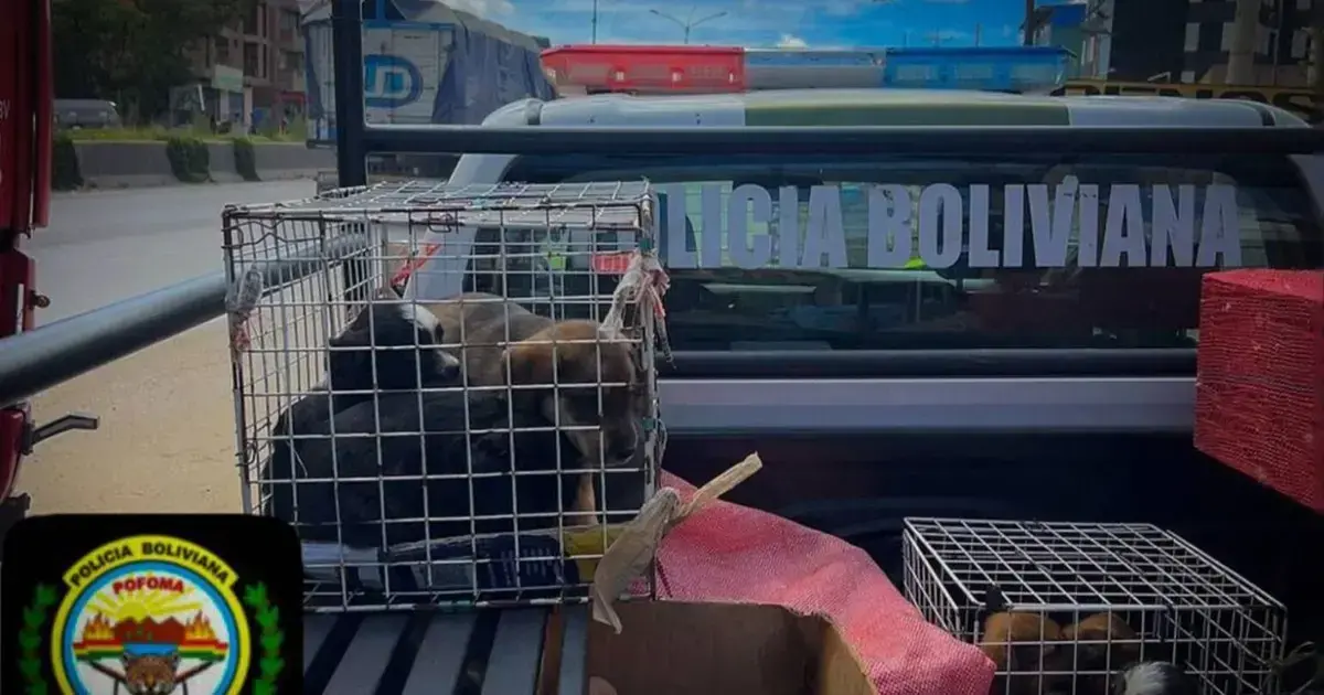Los cachorritos eran trasladados en malas condiciones