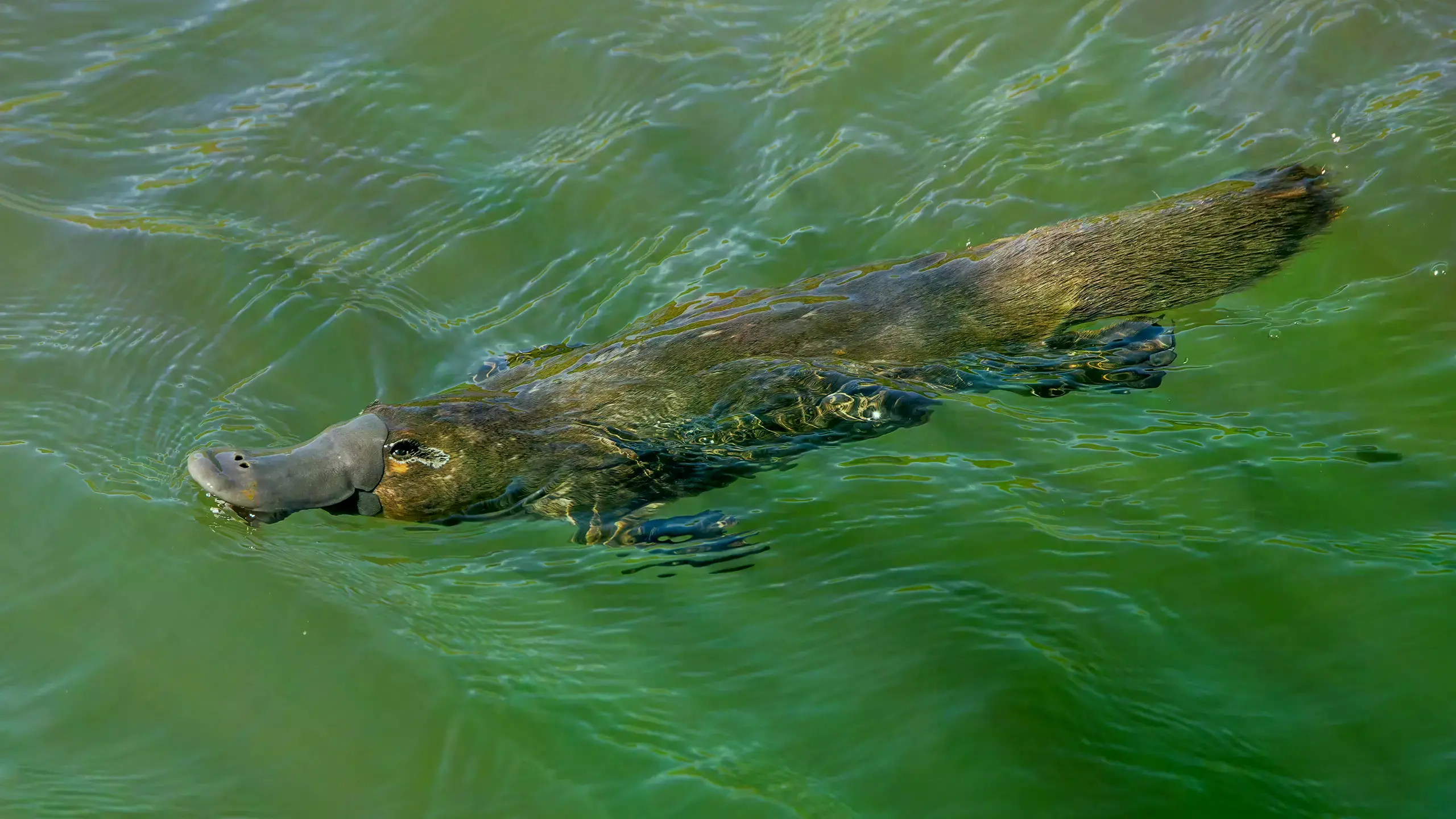 Un ornitorrinco (Ornithorhynchus anatinus) en Scottsdale, Tasmania, Australia.