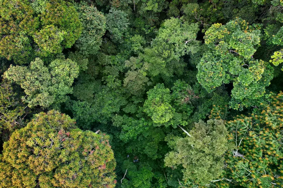 Miembro de la comunidad de Massaha cartografiando un claro en el bosque.