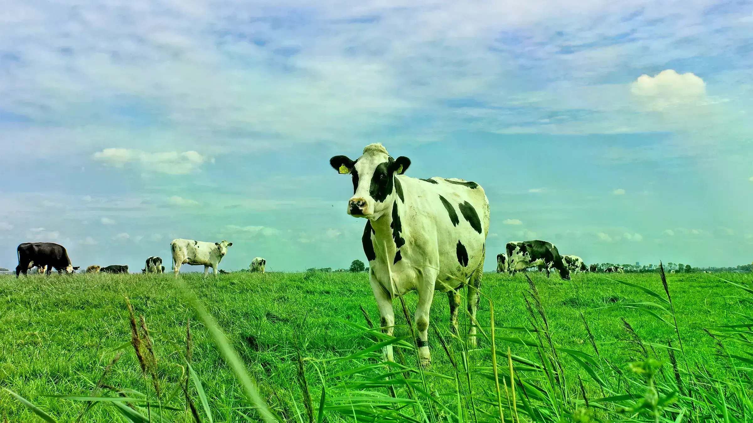 Kees de Konig, director del Dairy Campus de la Universidad de Wageningen, en los Países Bajos.