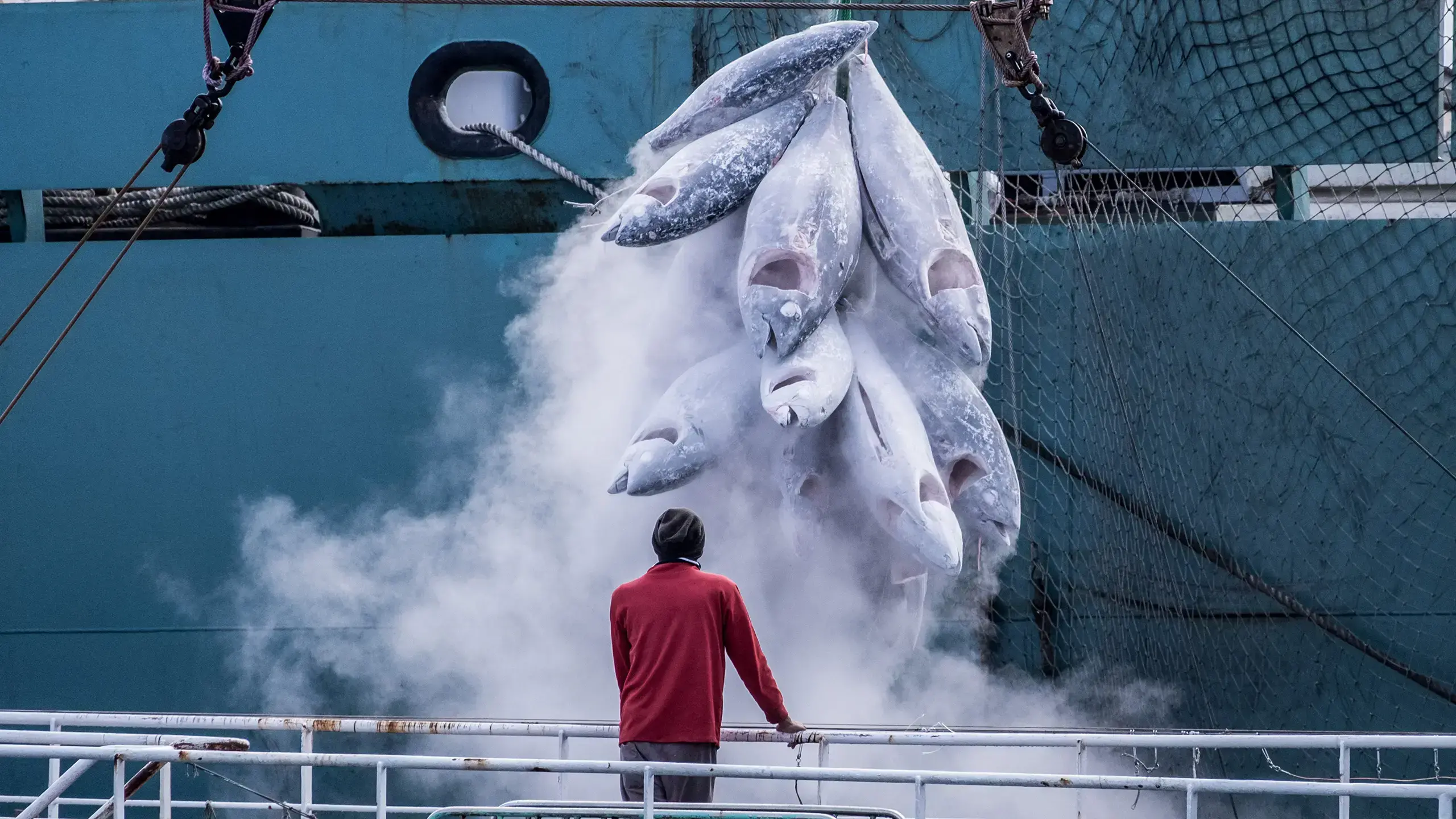 Atun congelado es transferido entre buques pesqueros en el Atlantico.