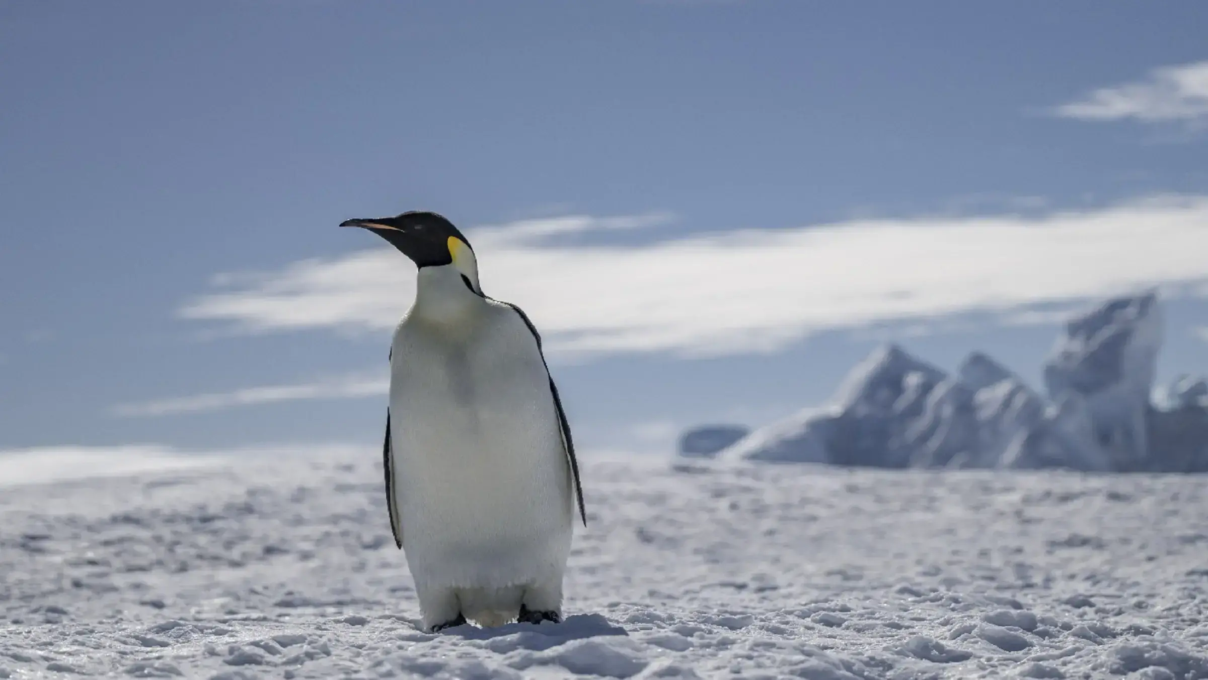 Un sitio de muda de pingüinos emperador recién descubierto en la Antártida.