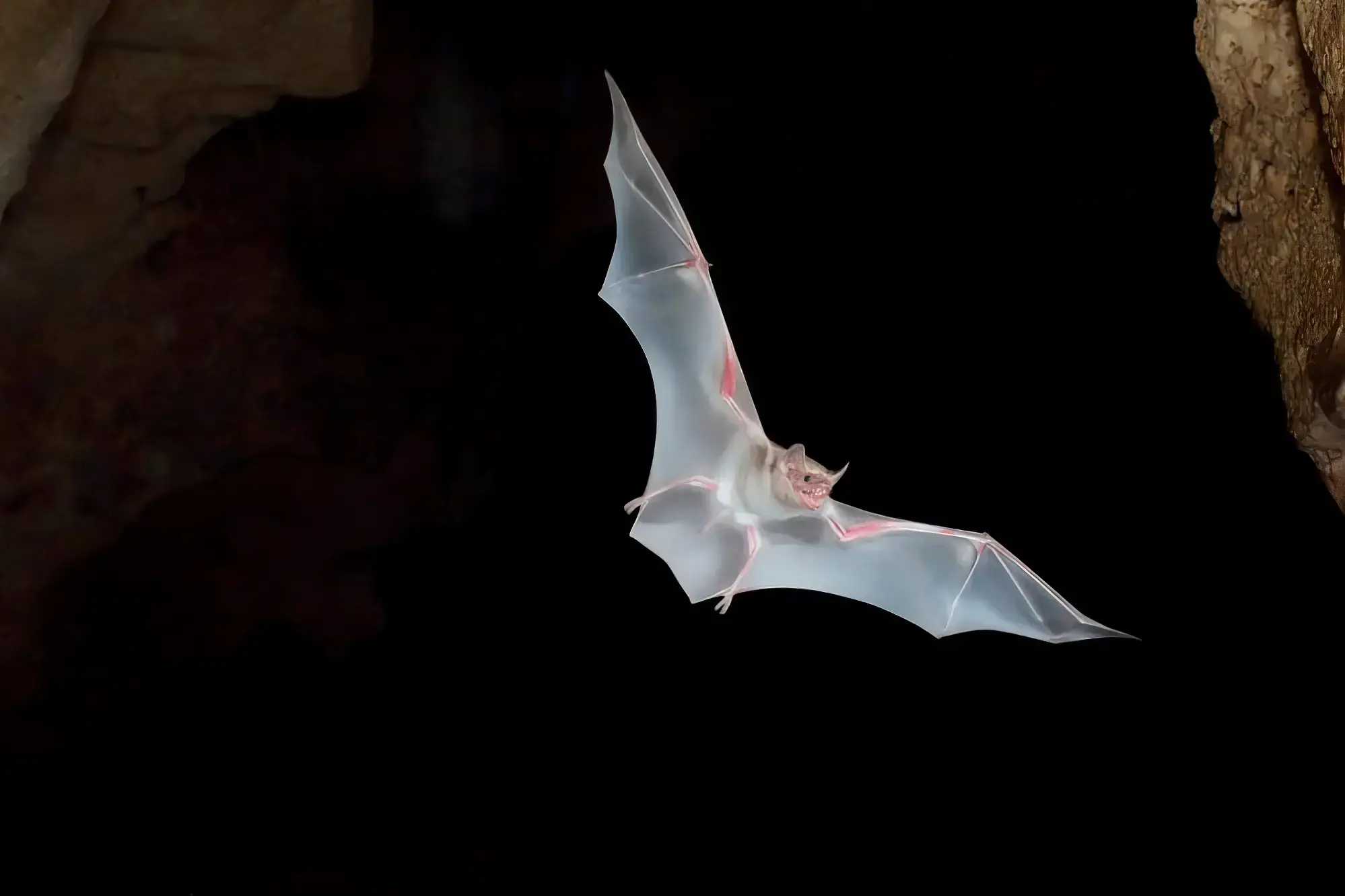 Investigador David Wechuli con una red de mano en las cuevas del Monte Suswa, Kenia.