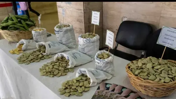 Presentación del haba gigante de Copacabana.