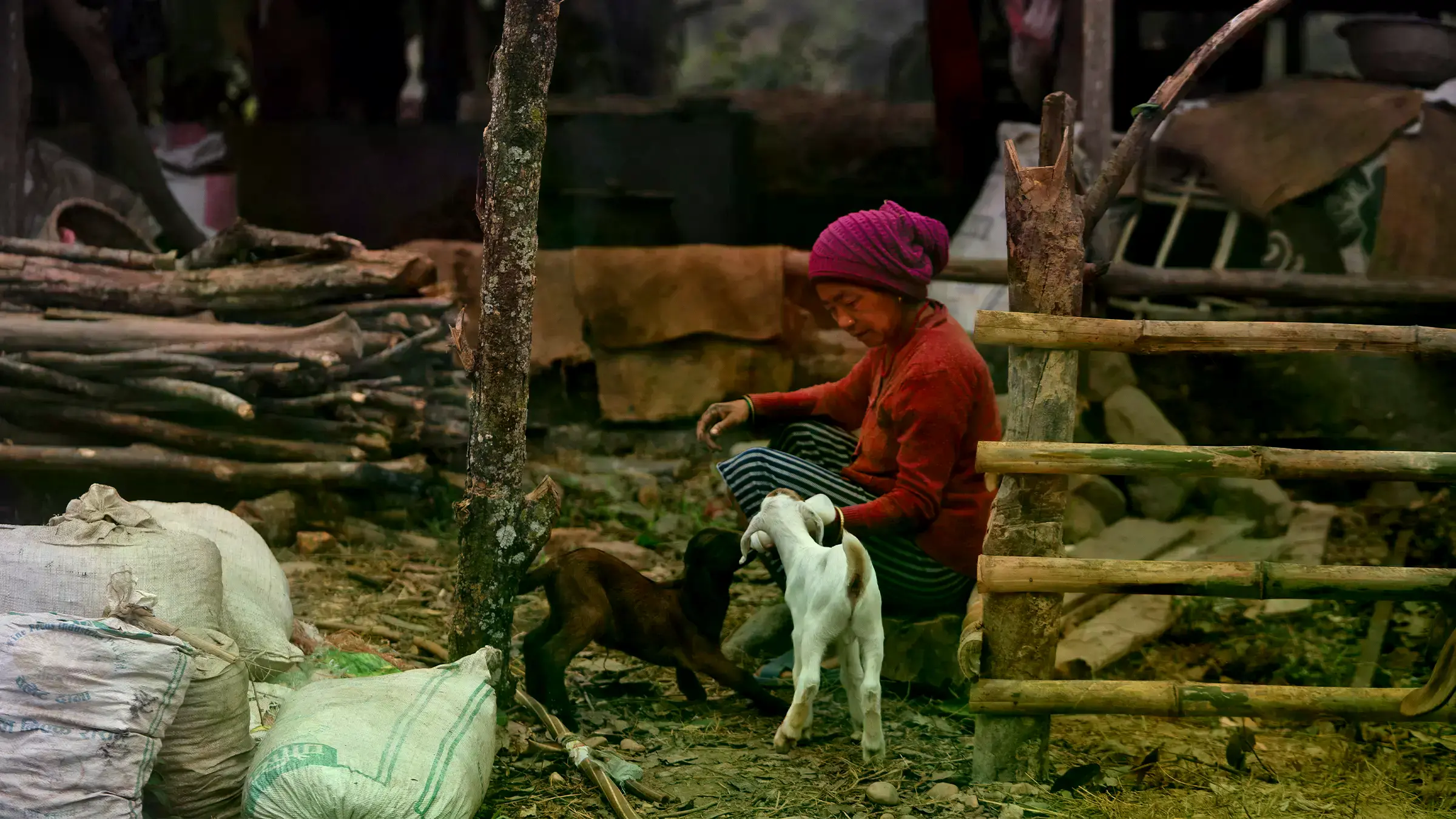 Mujeres con sus cabras en la zona de amortiguamiento del Parque Nacional de Bardiya.