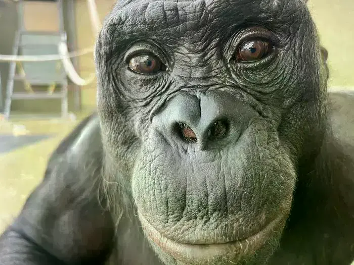 Kanzi, un bonobo entrenado en lenguaje.