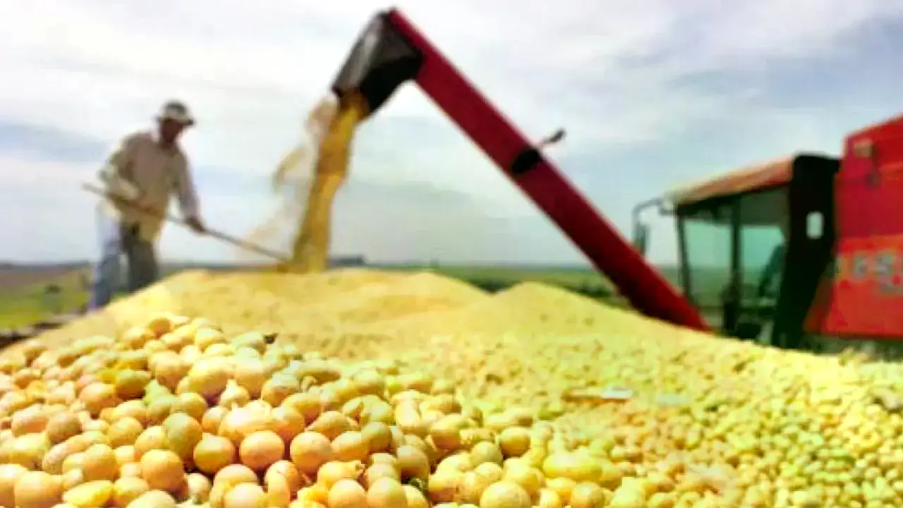 Producción agropecuaria de soya en Santa Cruz.