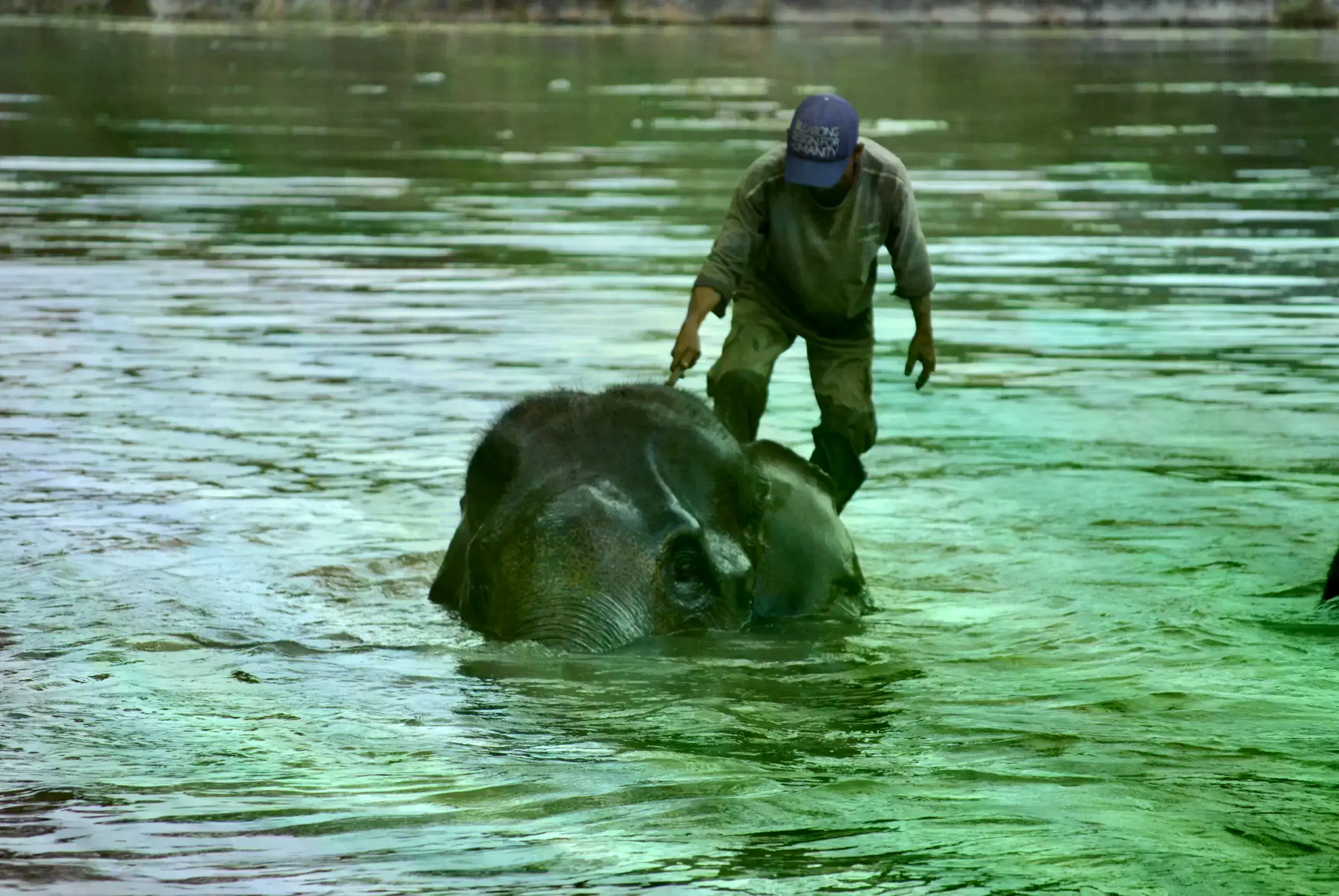 Un elefante de Sumatra nada con su cuidador en el Parque Nacional Way Kambas.