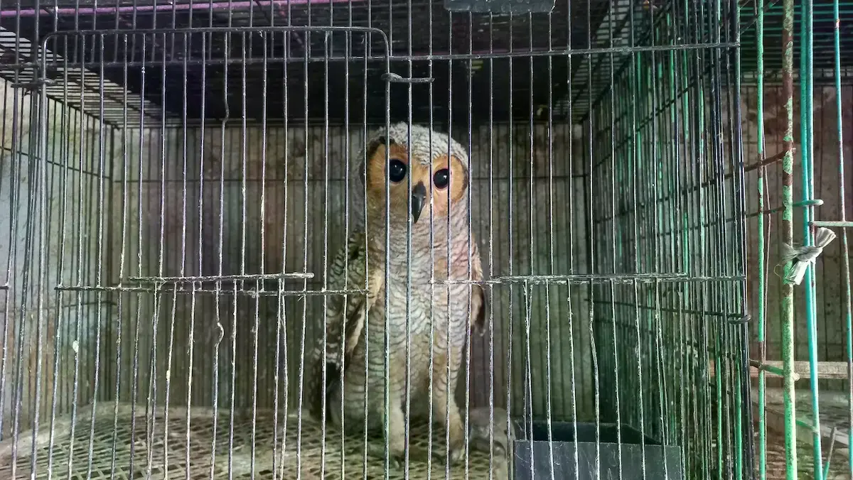 Un polluelo de cucal de Java es alimentado en la tienda de mascotas Station Sato en noviembre de 2025.