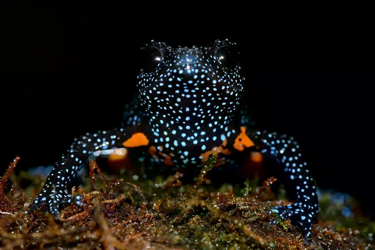 Rana galaxia en los Gatos Occidentales, India.