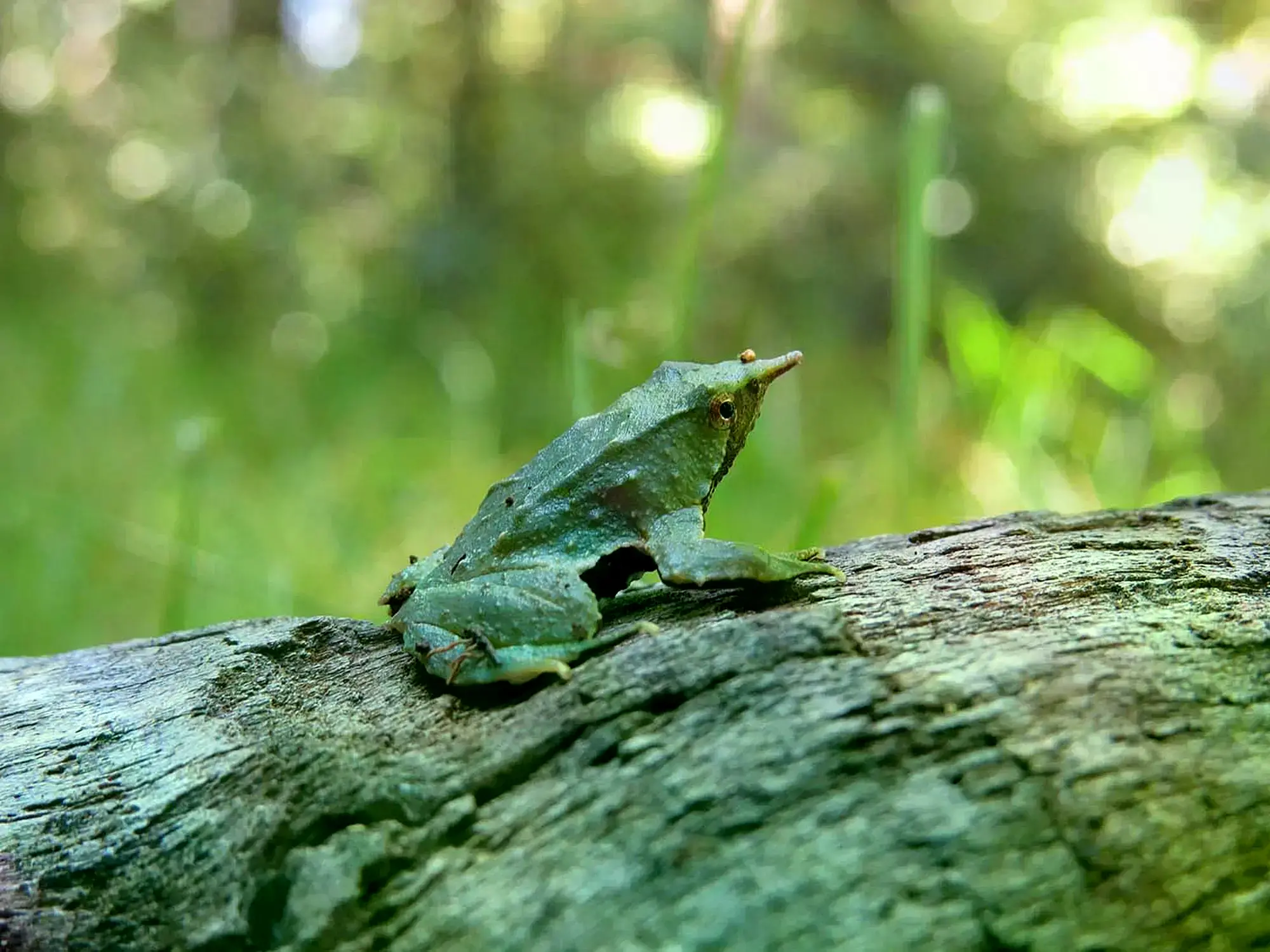 Un ejemplar de la 'Ranita Darwin' en el Parque Nacional Nahuelbuta, en el sur de Chile.