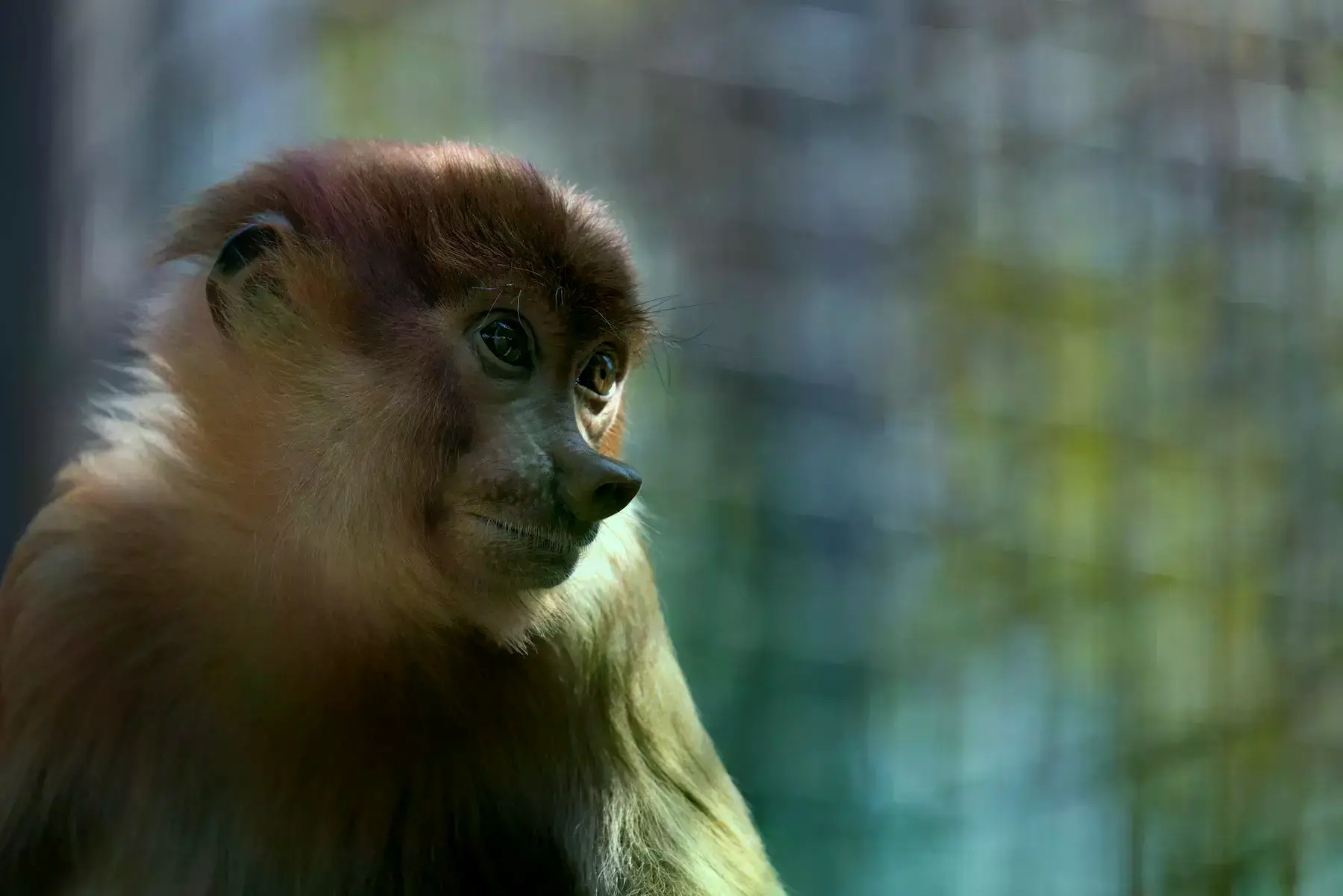 El mono narigudo rescatado en el centro de rescate de vida silvestre Ban Pong.