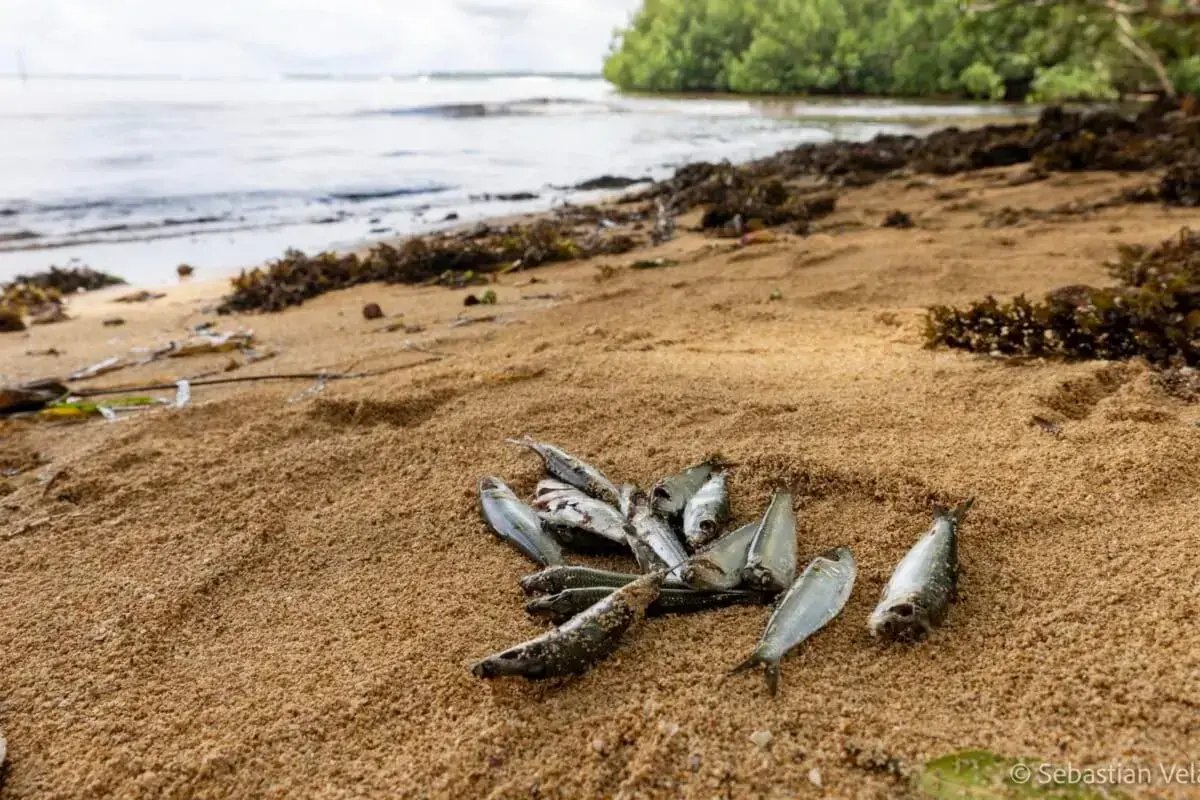 Peces en una playa de la provincia de Nueva Irlanda.