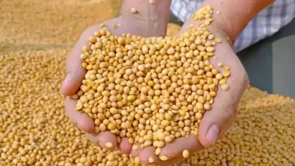 Imagen referencial de soya.