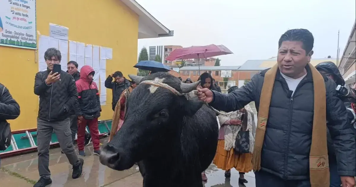 Chui recibió de regalo un toro que lo acompañó a votar