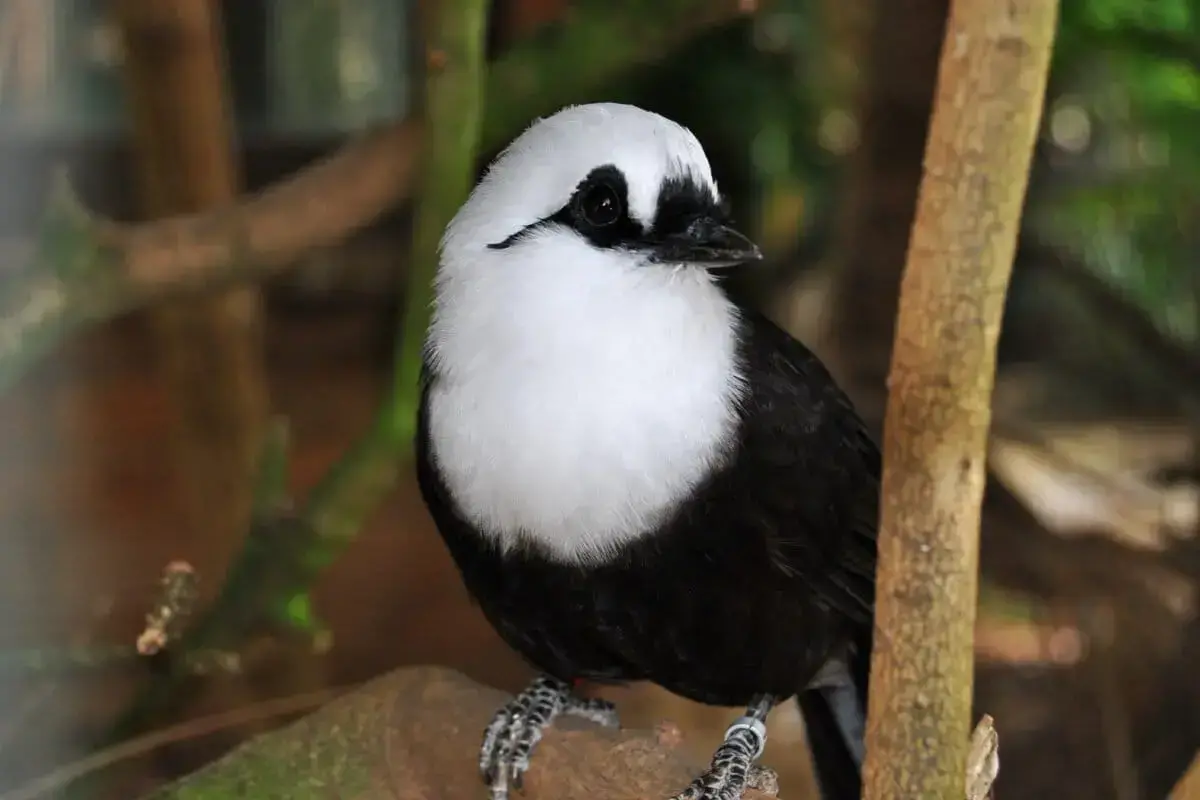 Un alcaudón crestado, una popular ave "maestro", en un mercado de Indonesia.