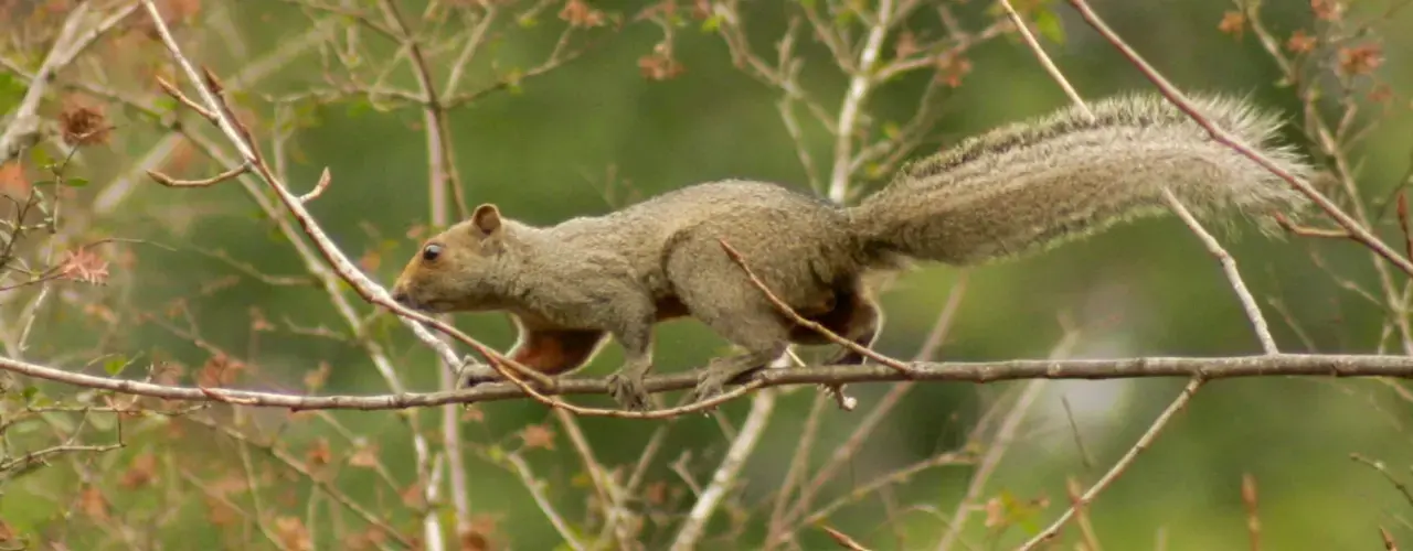 La ardilla de vientre rojo asiática, una especie exótica invasora en Argentina.