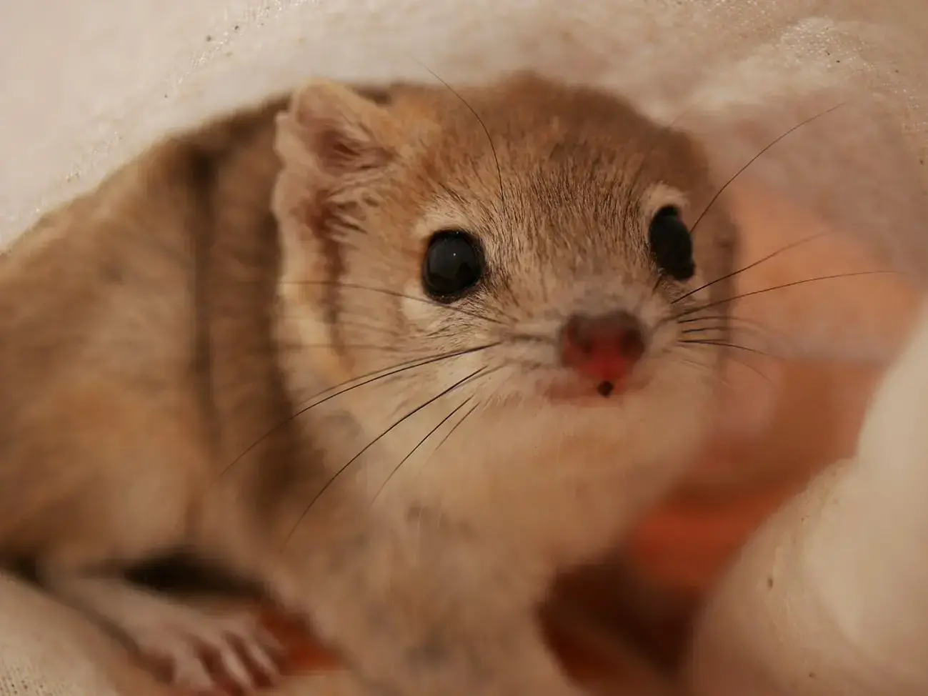 Un ampurta adulto capturado para mediciones y análisis genético durante los trabajos de campo.