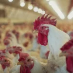 Italia detecta el primer caso humano de gripe aviar H9N2 en Europa