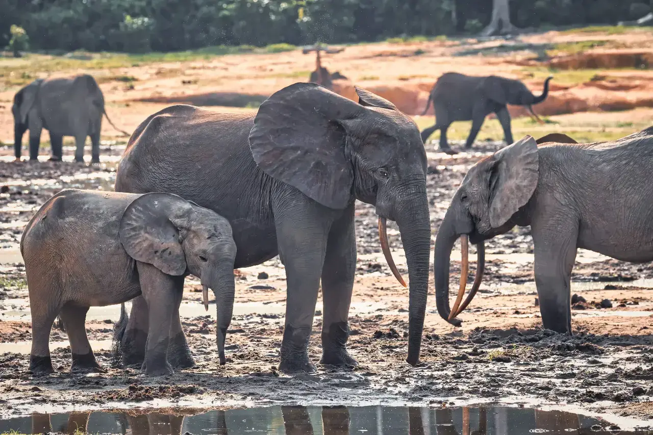 Un investigador despliega una grabadora de paisajes sonoros en los bosques de Borneo, Indonesia.