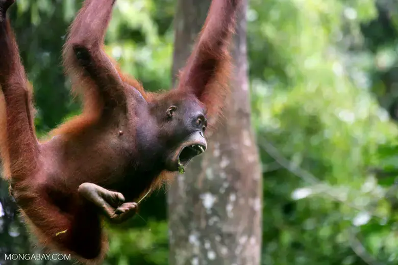 Deforestación en la concesión de PT Equator Sumber Rezeki en Kalimantan Occidental.