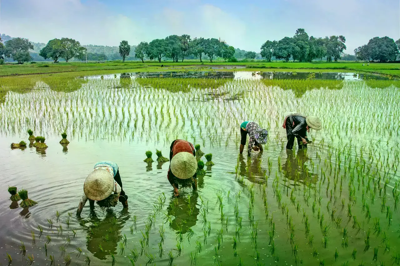 Agricultores siembran arroz en el Delta del Mekong de Vietnam.