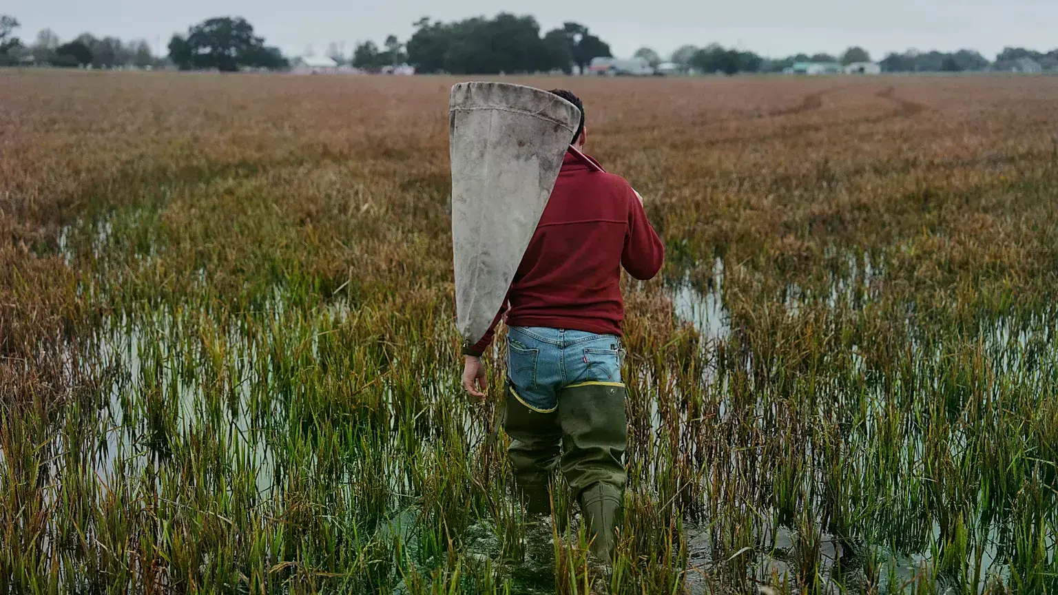 Un agricultor recorre la cosecha en un campo de arroz.