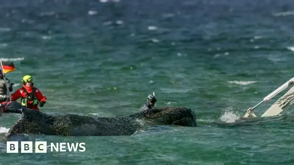 Operativos de rescate intentan auxiliar a una ballena jorobada varada.