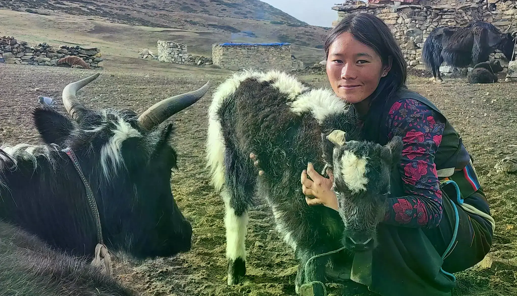 Yaks domésticos pastando cerca de la aldea de Vijer (Tra) en Dolpo.