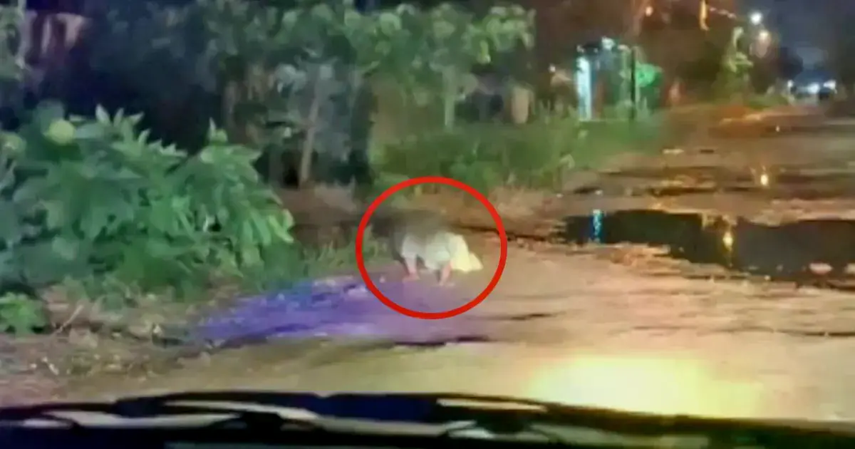 El bebé gateaba por la calle, totalmente solo y en plena noche.