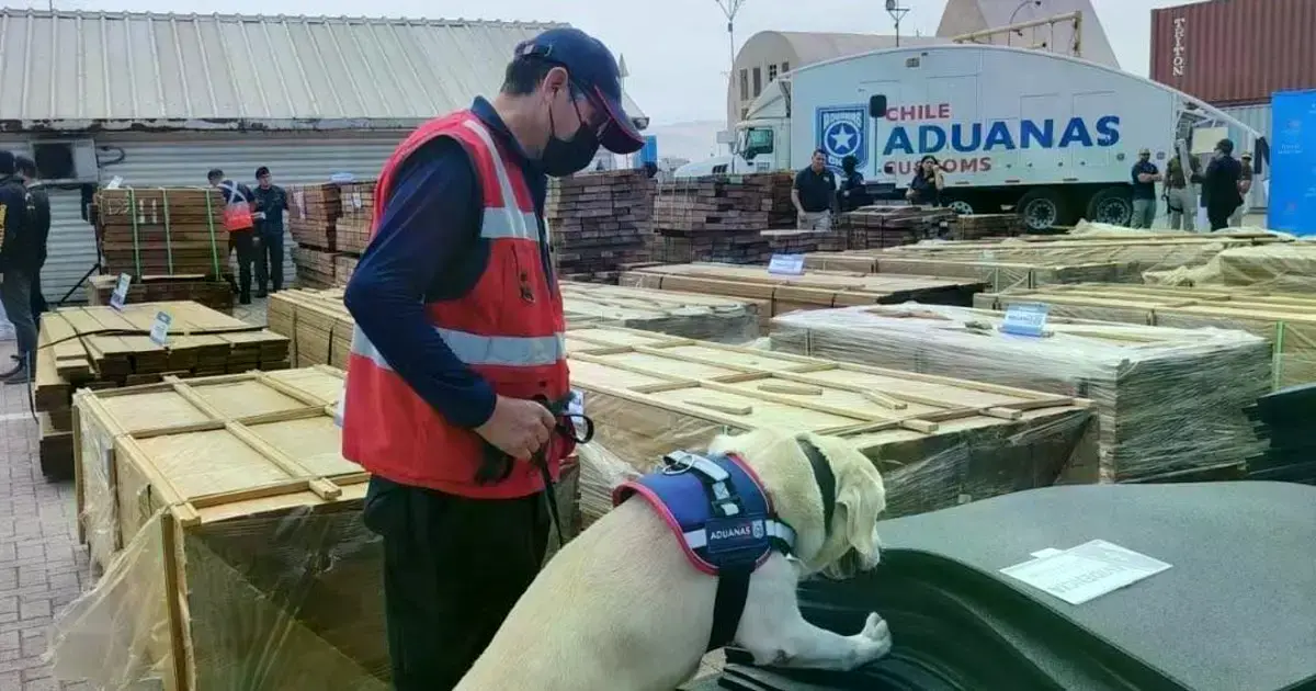 Tres contenedores con madera de exportación fueron incautados en el puerto de Arica, Chile.