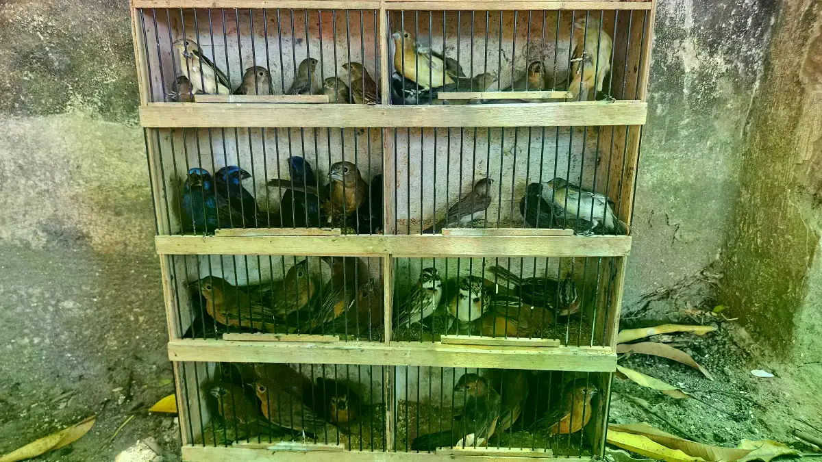 Agentes del IBAMA incautan aves vendidas ilegalmente en la Feria Parangaba de Fortaleza.