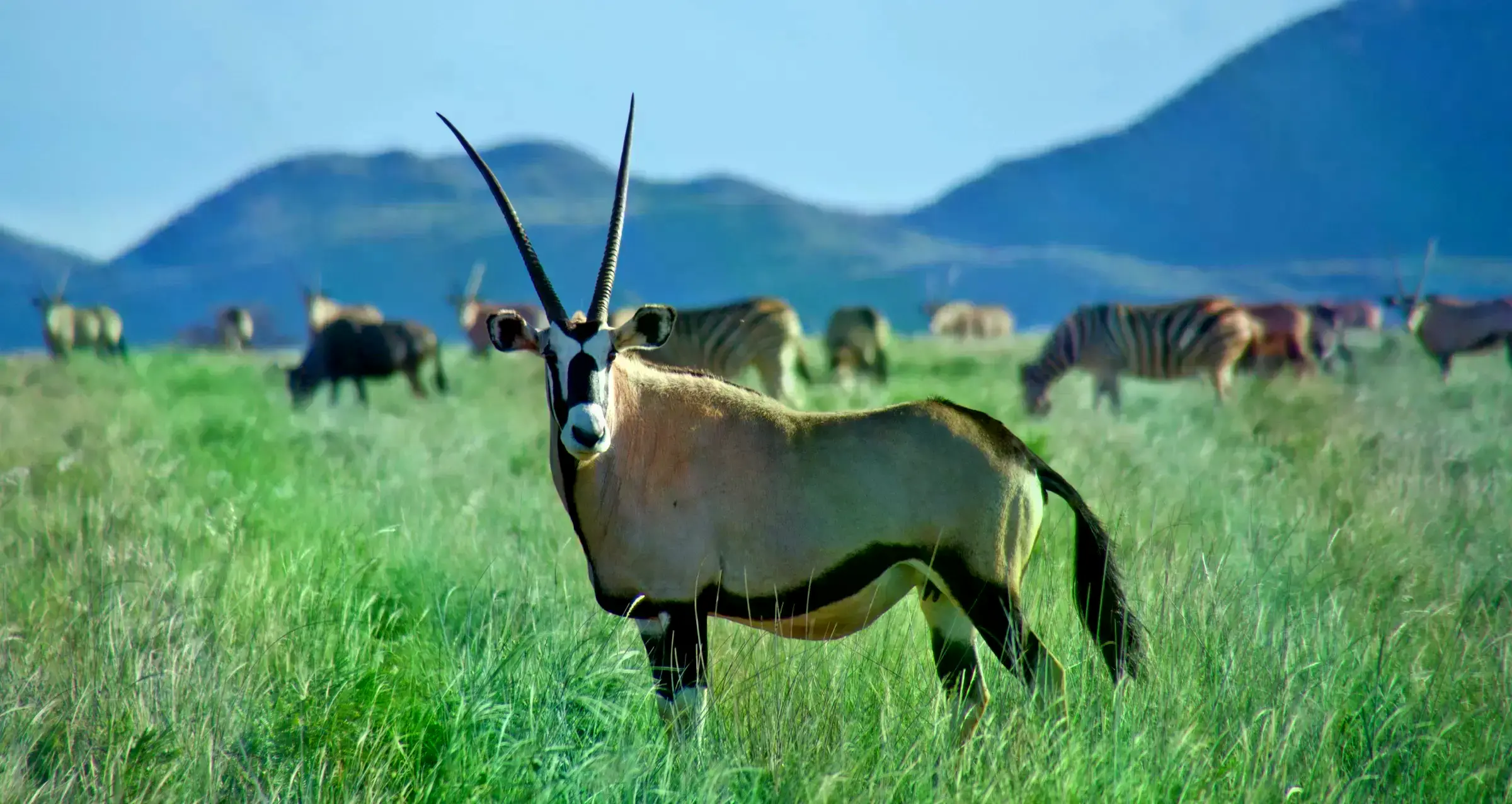 Vista aérea de la llanura verde de la Reserva Tswalu Kalahari con manadas de animales.