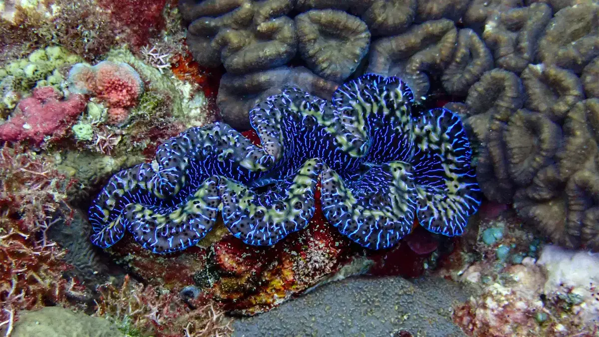 Una almeja maxima (Tridacna maxima) en Samoa Americana.