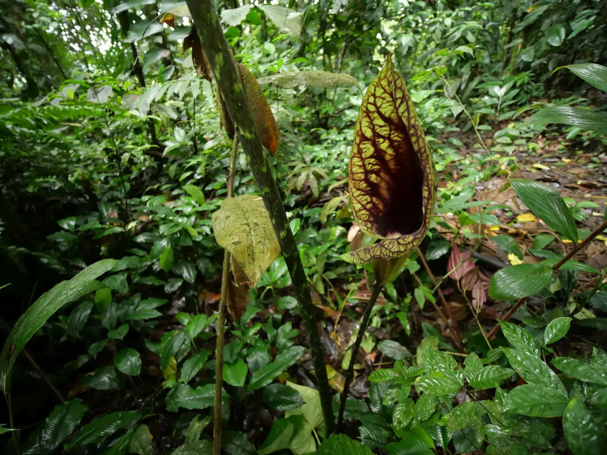Paisaje de Centinela, Ecuador, con especies vegetales antes consideradas extintas.