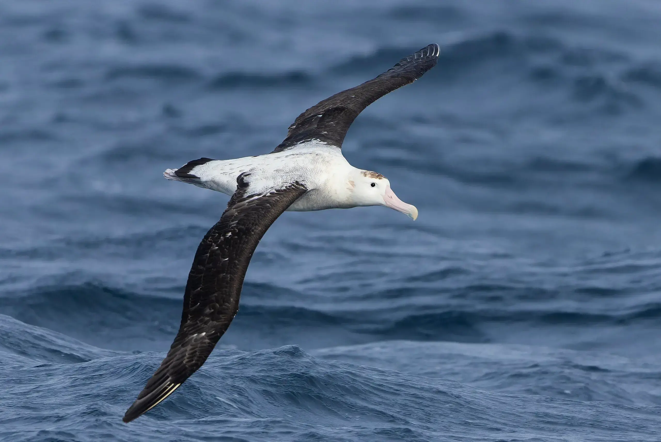Infografía que muestra las seis principales rutas marinas identificadas a partir de datos de seguimiento de aves.