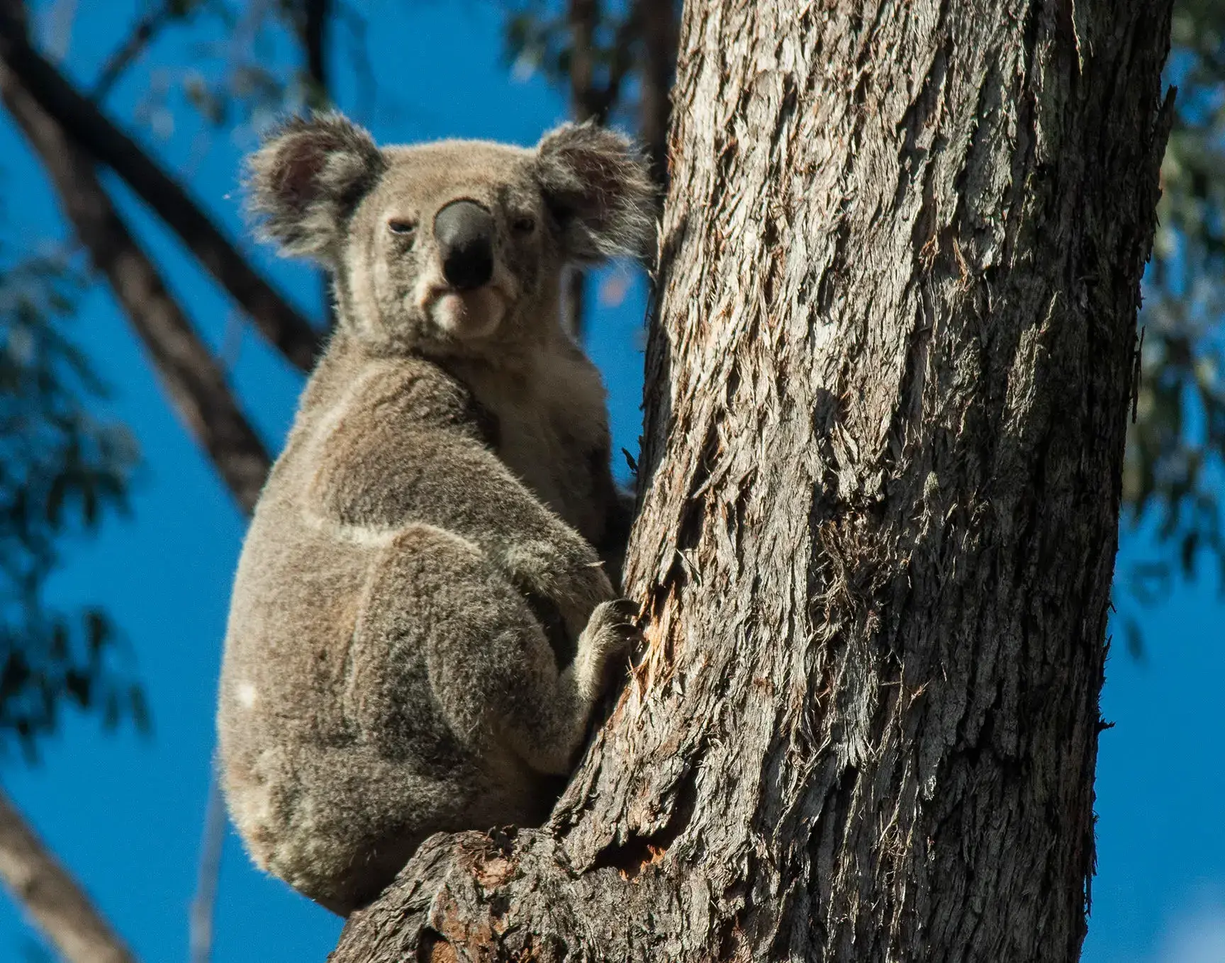 Un koala cruza una carretera, objetivo del nuevo sistema de detección.